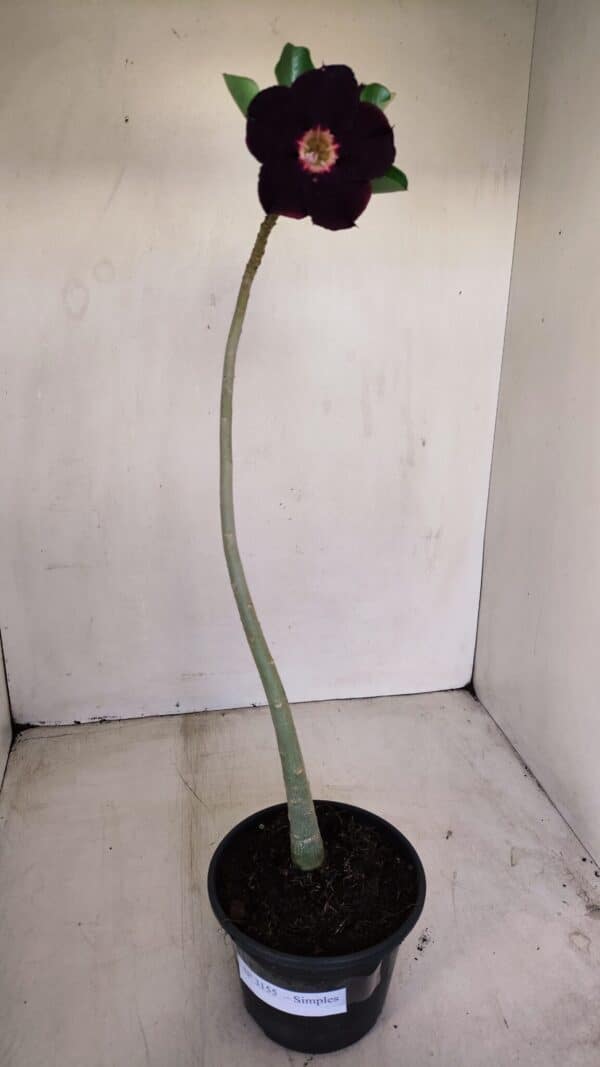 Planta Simples 3155 – 30cm – 02 anos - Imagem 2