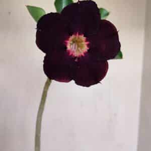 Planta Simples 3155 – 30cm – 02 anos