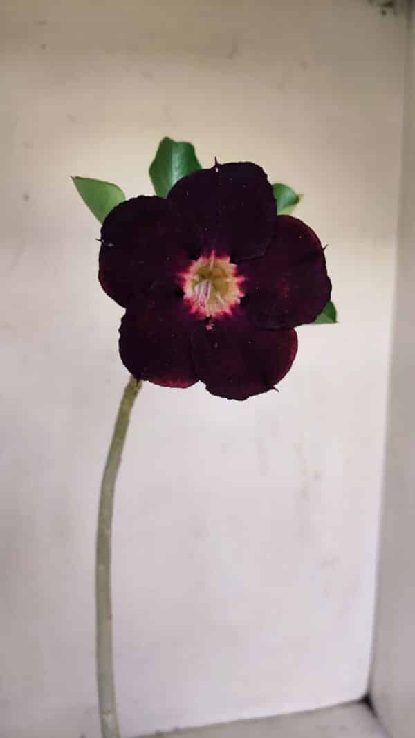 Planta Simples 3155 – 30cm – 02 anos - Imagem 1