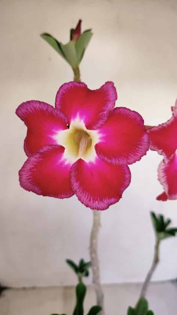 Planta Simples 3157 – 45cm – 03 anos - Imagem 1