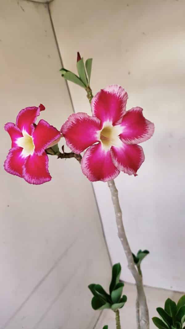 Planta Simples 3157 – 45cm – 03 anos - Imagem 4
