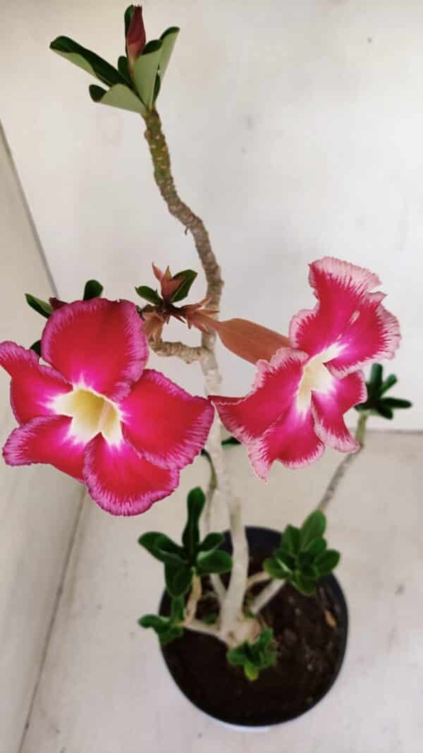Planta Simples 3157 – 45cm – 03 anos - Imagem 6