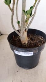 Planta Simples 3157 – 45cm – 03 anos - Imagem 8