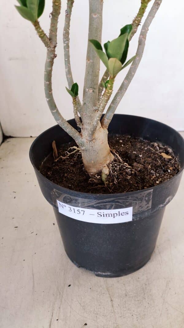 Planta Simples 3157 – 45cm – 03 anos - Imagem 8