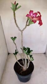 Planta Simples 3157 – 45cm – 03 anos - Imagem 7