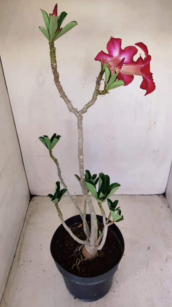 Planta Simples 3157 – 45cm – 03 anos - Imagem 7