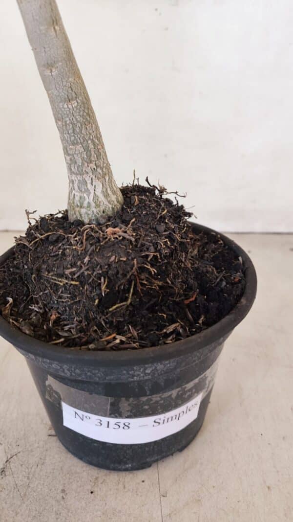 Planta Simples 3158 – 35cm – 03 anos - Imagem 5