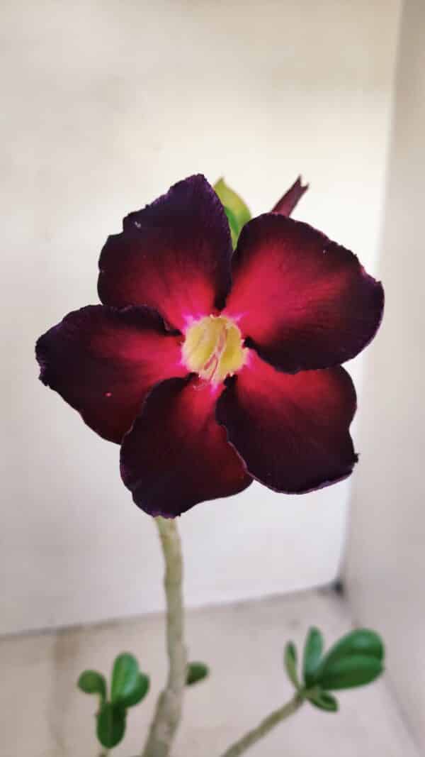 Planta Simples 3159 – 35cm – 03 anos - Imagem 1