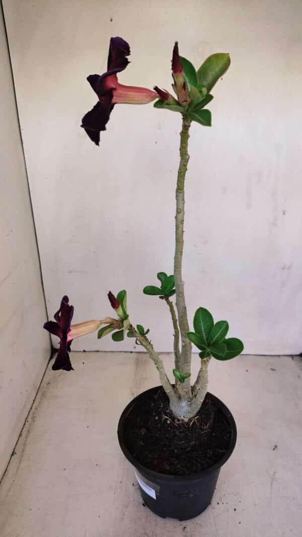 Planta Simples 3159 – 35cm – 03 anos - Imagem 6