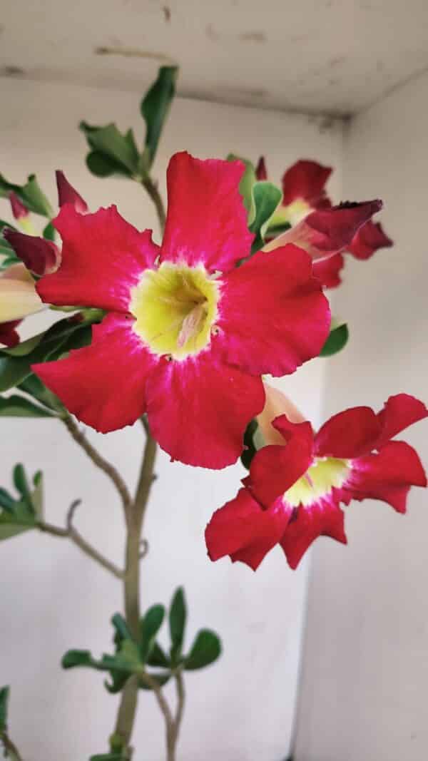 Planta Simples 3160 – 40cm – 03 anos - Imagem 1