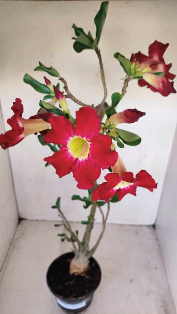 Planta Simples 3160 – 40cm – 03 anos - Imagem 4
