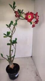 Planta Simples 3160 – 40cm – 03 anos - Imagem 5