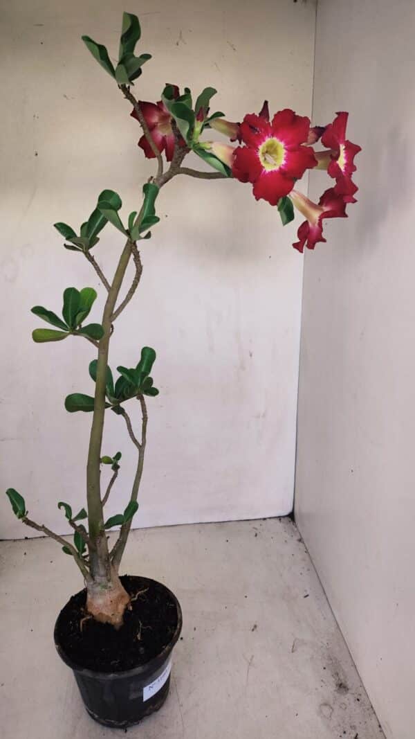 Planta Simples 3160 – 40cm – 03 anos - Imagem 5