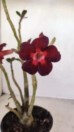 Planta Simples 3161 – 35cm – 03 anos