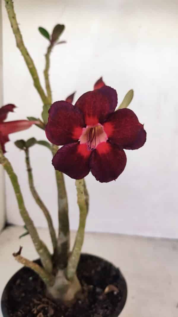 Planta Simples 3161 – 35cm – 03 anos - Imagem 1