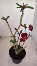 Planta Simples 3161 – 35cm – 03 anos - Imagem 4