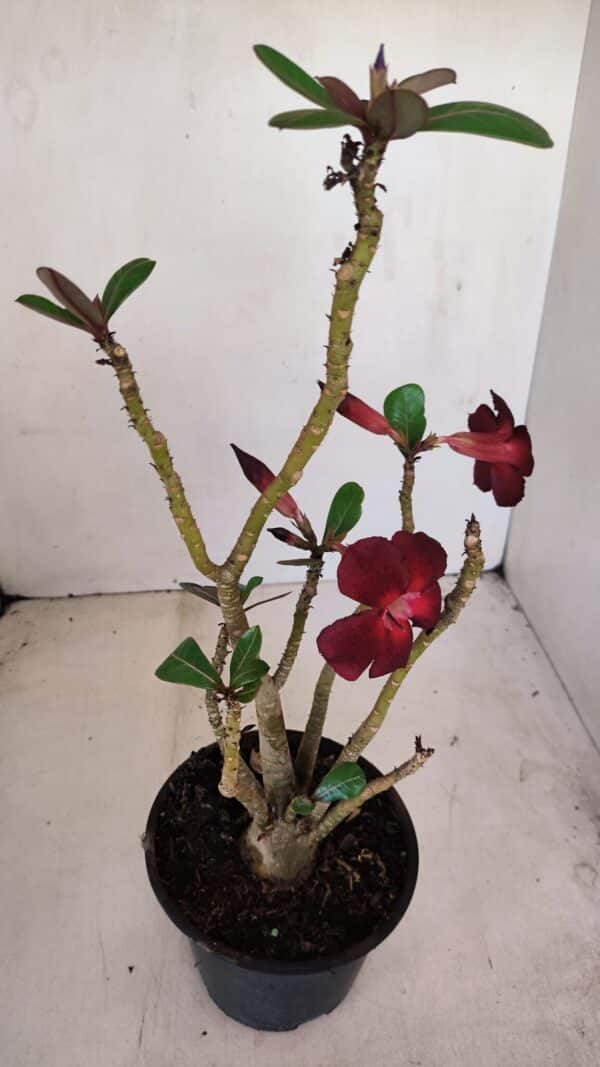 Planta Simples 3161 – 35cm – 03 anos - Imagem 4