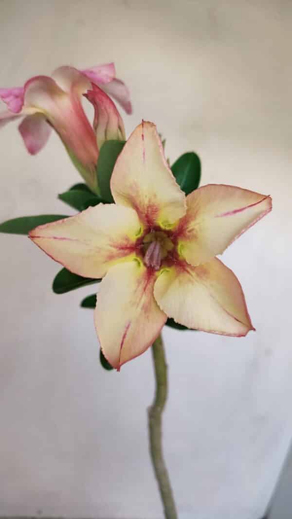 Planta Simples 3162 – 35cm – 03 anos - Imagem 1