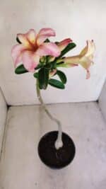 Planta Simples 3162 – 35cm – 03 anos - Imagem 5