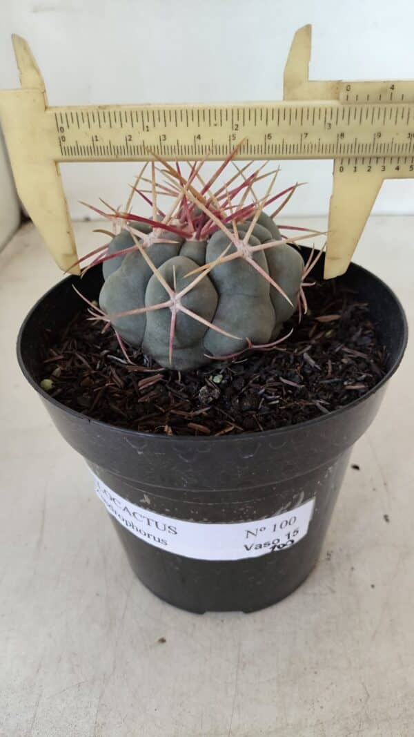 THELOCACTUS Hexaedrophorus Nº 100 – VASO 15 - Imagem 1