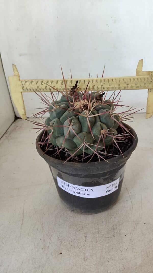 THELOCACTUS Hexaedrophorus Nº 105 – VASO 15 - Imagem 1
