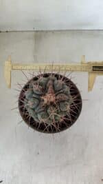 THELOCACTUS Hexaedrophorus Nº 105 – VASO 15 - Imagem 5