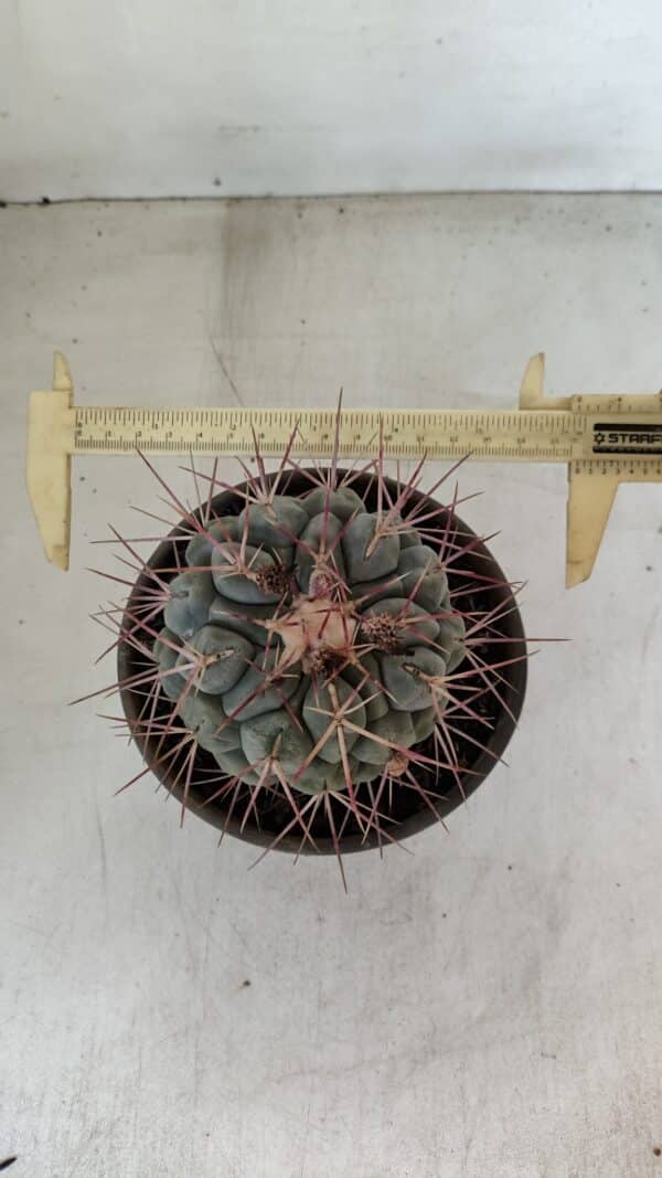 THELOCACTUS Hexaedrophorus Nº 105 – VASO 15 - Imagem 5