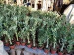 KIT 10 Plantas Cavalo / Porta-Enxerto