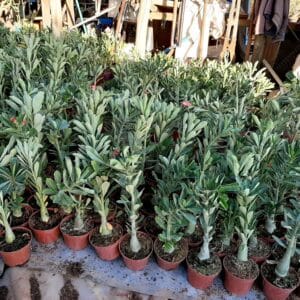 KIT 10 Plantas Cavalo / Porta-Enxerto