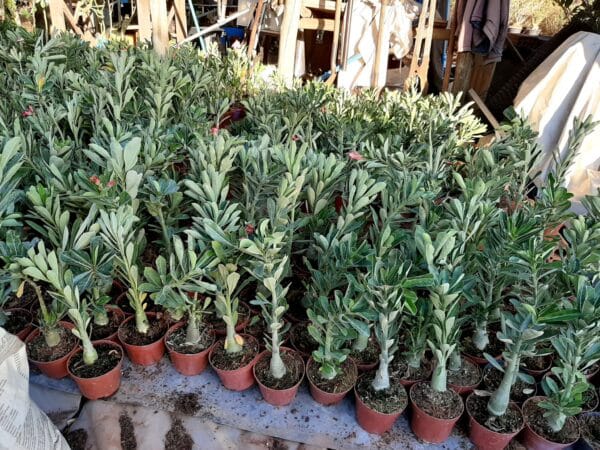 KIT 10 Plantas Cavalo / Porta-Enxerto - Imagem 1