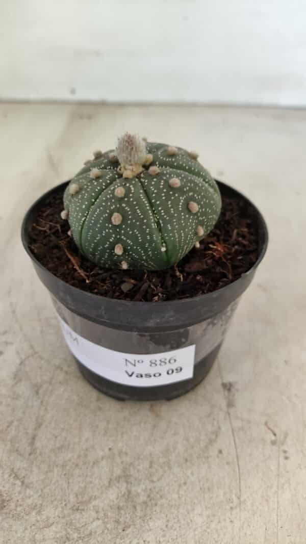 ASTROPHYTUM ASTERIAS Nº 886 "6 quinas" – vaso 09 - Imagem 8