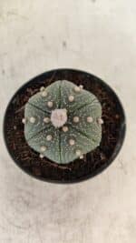 ASTROPHYTUM ASTERIAS Nº 886 "6 quinas" – vaso 09 - Imagem 3