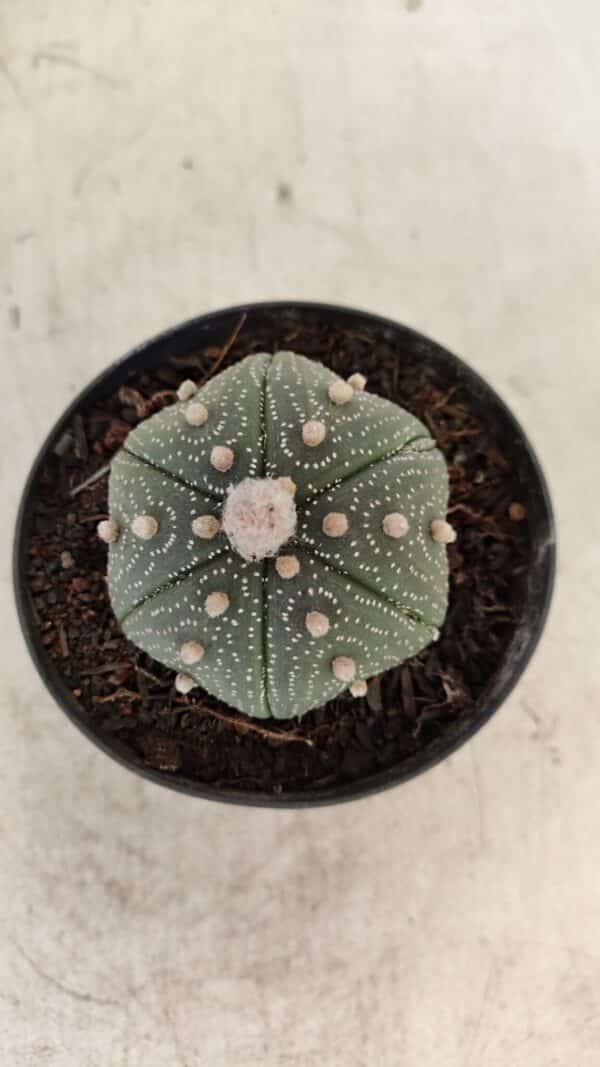 ASTROPHYTUM ASTERIAS Nº 886 "6 quinas" – vaso 09 - Imagem 3