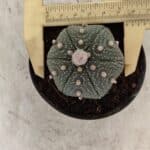 ASTROPHYTUM ASTERIAS Nº 886 "6 quinas" – vaso 09