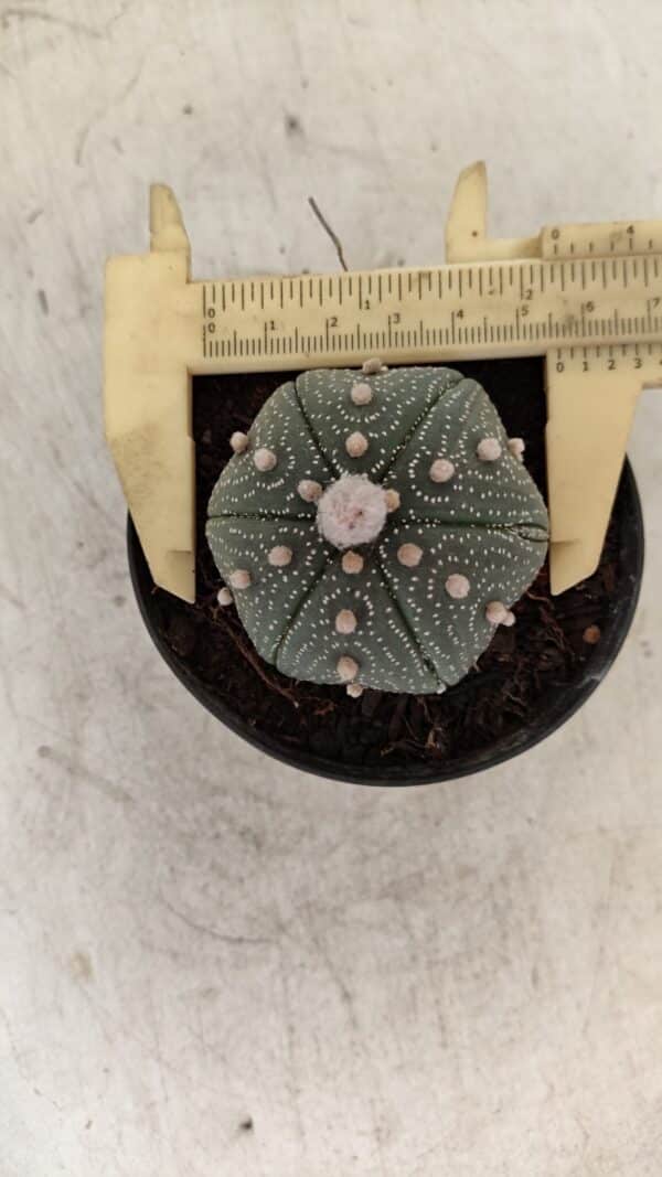 ASTROPHYTUM ASTERIAS Nº 886 "6 quinas" – vaso 09 - Imagem 1