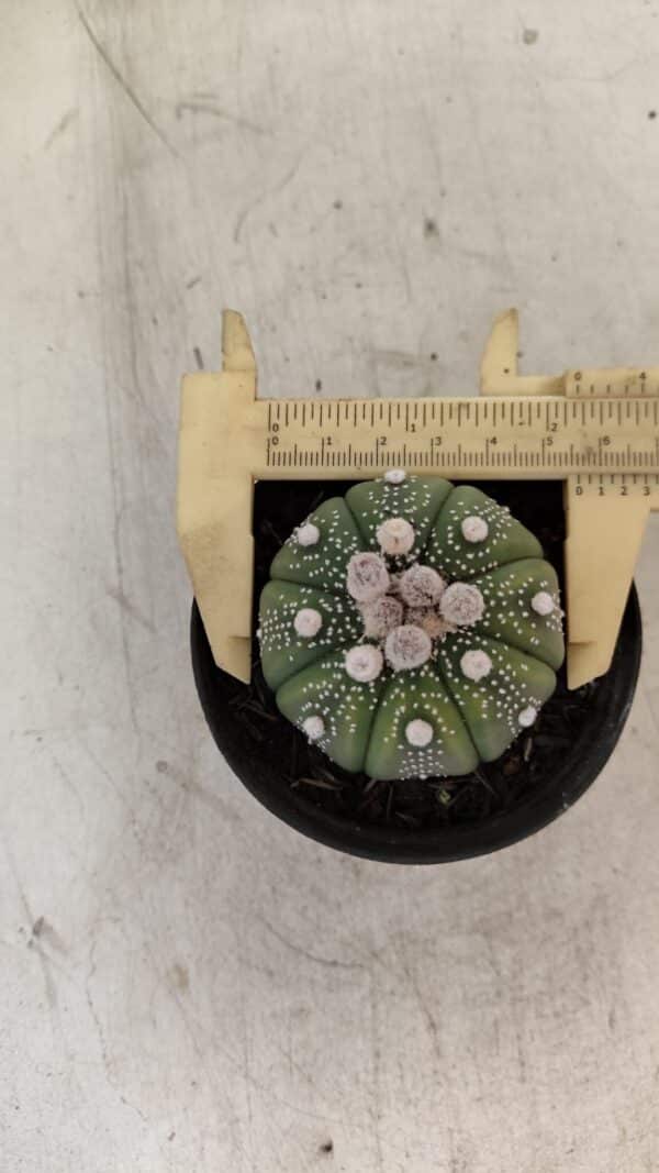 ASTROPHYTUM ASTERIAS Nº 887 – vaso 09 - Imagem 5