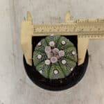 ASTROPHYTUM ASTERIAS Nº 887 – vaso 09