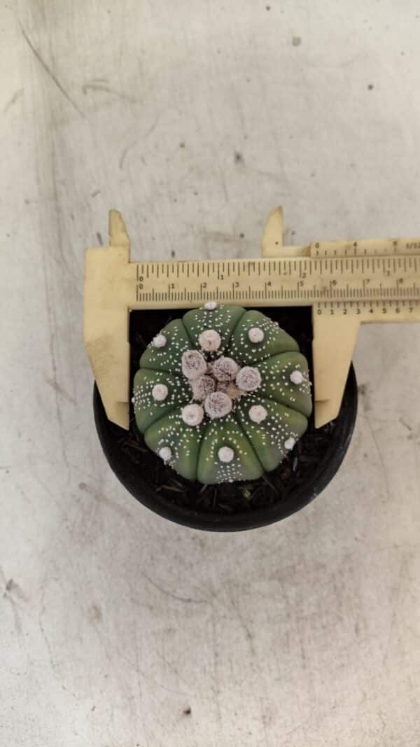 ASTROPHYTUM ASTERIAS Nº 887 – vaso 09 - Imagem 1