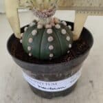 ASTROPHYTUM ASTERIAS "Nudum" Nº 887 – vaso 11