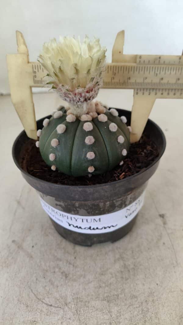 ASTROPHYTUM ASTERIAS "Nudum" Nº 887 – vaso 11 - Imagem 1