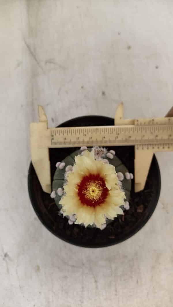 ASTROPHYTUM ASTERIAS "Nudum" Nº 887 – vaso 11 - Imagem 5