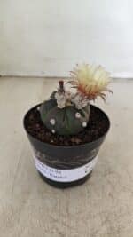 ASTROPHYTUM ASTERIAS “Purple”  Nº 1000 – vaso 09 - Imagem 2
