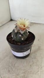 ASTROPHYTUM ASTERIAS “Purple”  Nº 1000 – vaso 09 - Imagem 8