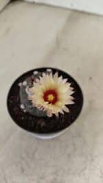 ASTROPHYTUM ASTERIAS “Purple”  Nº 1000 – vaso 09 - Imagem 3