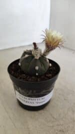 ASTROPHYTUM ASTERIAS “Purple”  Nº 1000 – vaso 09