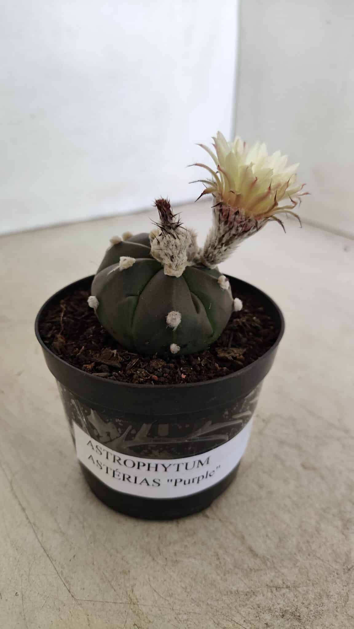 ASTERIAS PURPLE 1000 (4) ASTROPHYTUM ASTERIAS “Purple”  Nº 1000 – vaso 09 - Imagem 1