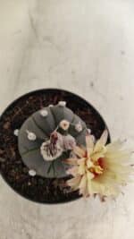 ASTROPHYTUM ASTERIAS “Purple”  Nº 1000 – vaso 09 - Imagem 6