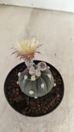 ASTROPHYTUM ASTERIAS “Purple”  Nº 1000 – vaso 09 - Imagem 5