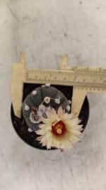 ASTROPHYTUM ASTERIAS “Purple”  Nº 1000 – vaso 09 - Imagem 4