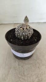 ASTROPHYTUM ASTERIAS “Purple” Nº 1003 – vaso 09 - Imagem 2